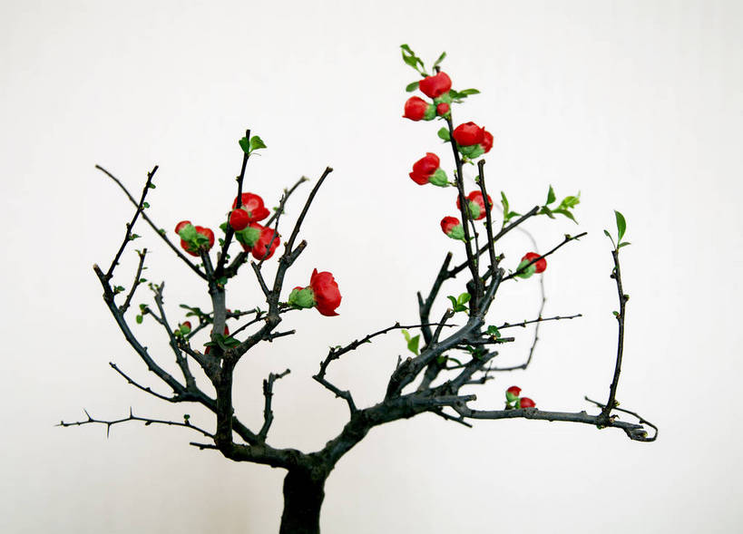 无人,横图,室内,白天,白色背景,正面,美景,植物,许多,盛开,景观,梅花,花,花瓣,花朵,花卉,鲜花,树,树木,树枝,红色,绿色,自然,花蕊,景色,摄影,影棚,生长,成长,高雅,坚强,自然风光,梅,红梅,彩图,影棚拍摄,拍摄,bjzqp1