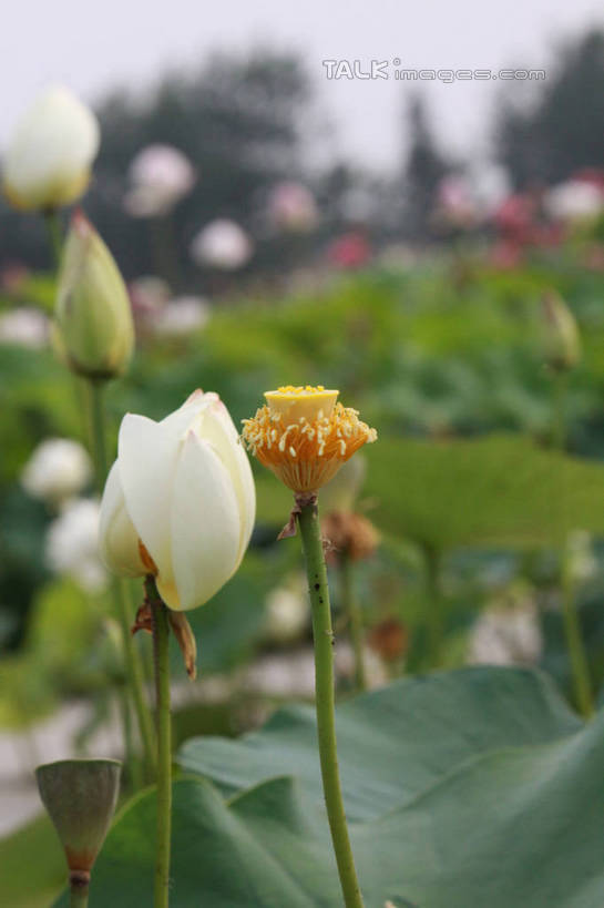 无人,竖图,室外,特写,白天,正面,旅游,度假,纯洁,美景,植物,莲花,叶子,朦胧,模糊,池塘,景观,荷叶,娱乐,树,树木,黄色,绿色,白色,自然,享受,休闲,景色,放松,莲蓬,生长,成长,富贵,神圣,自然风光,纯净,莲叶,六月花神,正直,荷花,六月春,藕花,水芙蓉,叶,叶片,彩图,hascy1