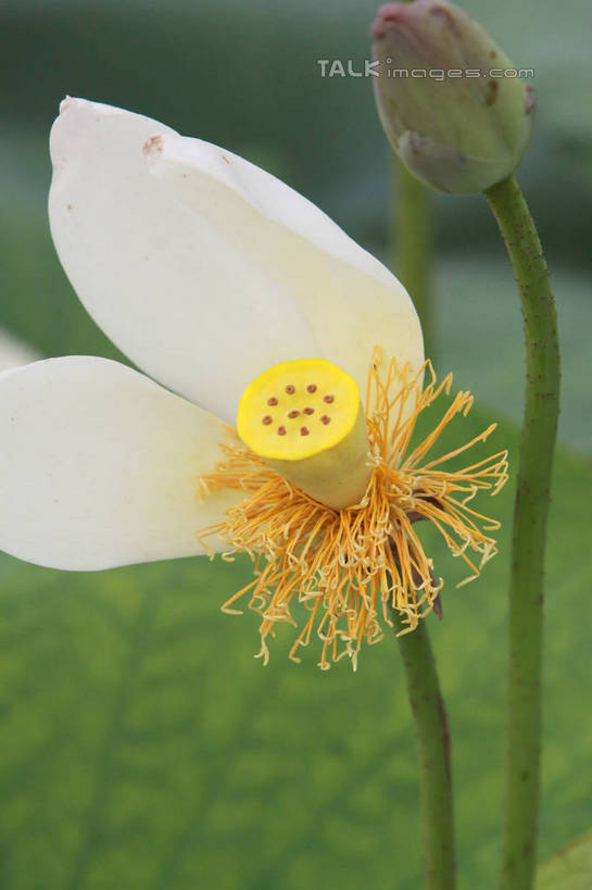 无人,竖图,室外,特写,白天,正面,旅游,度假,纯洁,美景,植物,莲花,叶子,朦胧,模糊,池塘,景观,荷叶,娱乐,树,树木,黄色,绿色,白色,自然,享受,休闲,景色,放松,莲蓬,生长,成长,富贵,神圣,自然风光,纯净,莲叶,六月花神,正直,荷花,六月春,藕花,水芙蓉,叶,叶片,彩图,hascy1