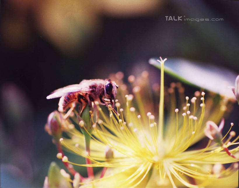 无人,站,横图,室外,特写,白天,正面,光晕,美景,蜜蜂,阴影,朦胧,模糊,盛开,光线,昆虫,影子,景观,花蕾,花,花瓣,花朵,鲜花,一朵,一只,阳光,自然,动物,花苞,花蕊,站着,景色,自然风光,益虫,停驻,站立,彩图,全身,hascy1