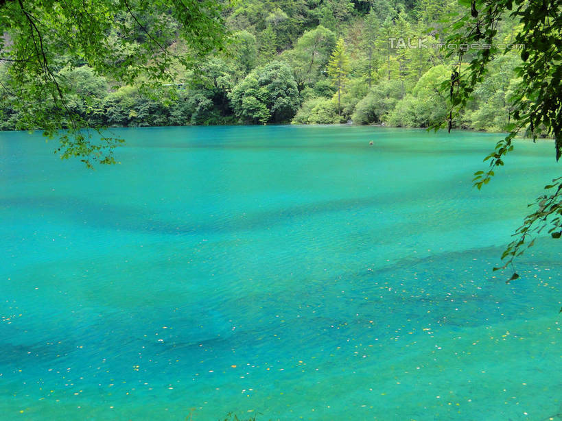 无人,横图,室外,白天,正面,旅游,度假,河流,美景,山,山脉,树林,水,植物,九寨沟,中国,亚洲,河水,景观,山峰,水流,山峦,娱乐,树,树木,绿色,倒影,自然,群山,享受,休闲,景色,放松,四川省,生长,成长,波光粼粼,倒映,自然风光,东亚,四川,阿坝,中华人民共和国,西南地区,阿坝藏族羌族自治州,阿坝州,川,九寨沟县,反照,彩图,九寨沟风景区,四川九寨沟风景名胜区,hascy1