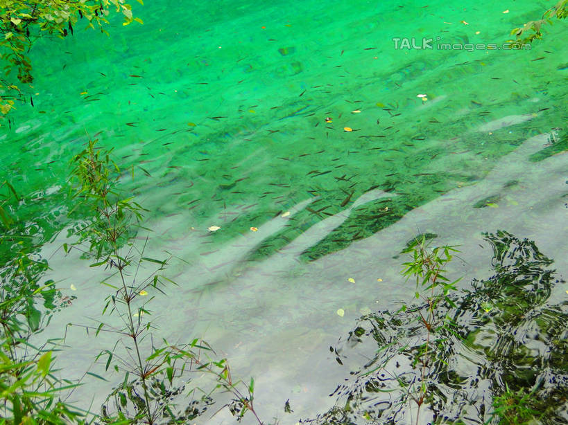 无人,横图,俯视,室外,白天,旅游,度假,河流,美景,山,山脉,树林,水,植物,九寨沟,中国,亚洲,河水,景观,山峰,水流,山峦,娱乐,树,树木,绿色,倒影,自然,群山,享受,休闲,景色,放松,四川省,生长,成长,波光粼粼,倒映,自然风光,东亚,四川,阿坝,中华人民共和国,西南地区,阿坝藏族羌族自治州,阿坝州,川,九寨沟县,反照,彩图,高角度拍摄,九寨沟风景区,四川九寨沟风景名胜区,hascy1