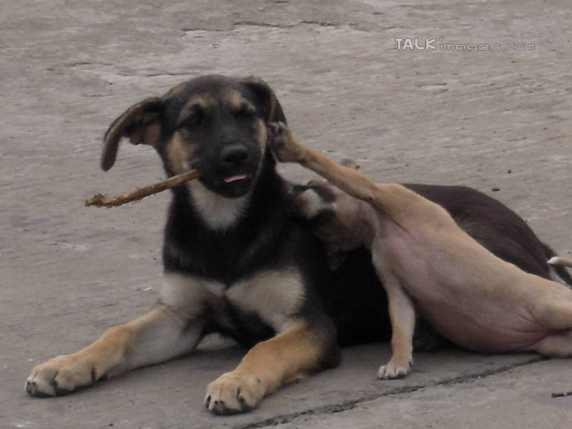 牙齿,无人,躺,横图,室外,白天,正面,宠物,狗,一根,踢,咬,锐利,骨头,地面,注视,黄色,黑色,动物,观察,看,靠,靠着,倚靠,两只,可爱,抢夺,观看,打架,咬着,察看,锋利,尖锐,倚着,关注,打斗,尖利,忠诚,犀利,厉害,劫掠,掠取,卧着,齿,牙,牙龈,犬,躺着,卧,半身,彩图,hascy1