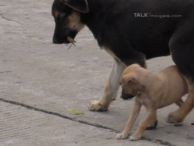 牙齿,无人,站,横图,俯视,室外,白天,宠物,狗,一根,咬,锐利,骨头,地面,注视,黄色,黑色,动物,观察,看,站着,两只,可爱,抢夺,观看,咬着,察看,锋利,尖锐,关注,尖利,忠诚,犀利,厉害,劫掠,掠取,齿,牙,牙龈,犬,站立,半身,彩图,高角度拍摄,hascy1