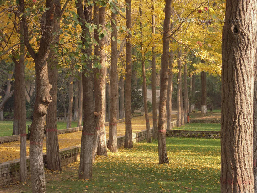 无人,横图,室外,白天,正面,旅游,度假,草地,草坪,美景,秋季,树林,植物,道路,路,叶子,中国,亚洲,阴影,光线,影子,景观,小路,枯叶,落叶,树桩,交通,娱乐,草,树,树干,树木,绿色,阳光,自然,享受,休闲,木桩,景色,放松,生长,成长,自然风光,东亚,陕西,陕西省,中华人民共和国,西北地区,陕,延安,延安市,叶,叶片,秋,秋天,彩图,hascy1