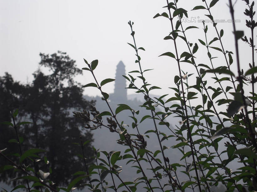 无人,寺庙,横图,室外,白天,仰视,旅游,度假,名胜古迹,山,山脉,植物,标志建筑,地标,建筑,叶子,中国,亚洲,朦胧,模糊,遗迹,山峰,塔,绿叶,枝条,山峦,古迹,文物,娱乐,建设,古建筑,宝塔,树,树木,树枝,绿色,自然,庙宇,群山,享受,休闲,嫩叶,旅游胜地,放松,生长,成长,古文明,东亚,陕西,陕西省,中华人民共和国,西北地区,陕,延安,延安市,浮图,浮屠,虬枝,枝杈,宝塔山,延安宝塔山,叶,叶片,彩图,低角度拍摄,庙,寺,hascy1