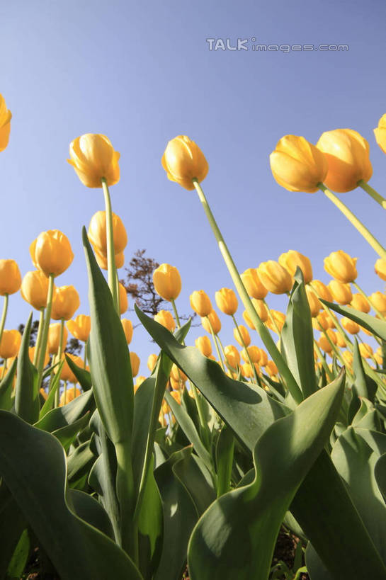 无人,植物园,竖图,室外,白天,仰视,爱情,旅游,度假,花海,花圃,美景,植物,郁金香,叶子,中国,亚洲,许多,阴影,节日,庆祝,盛开,光线,影子,景观,绿叶,祝福,花蕾,文化,娱乐,山东,花,花瓣,花朵,花卉,鲜花,树,黄色,蓝色,绿色,蓝天,天空,阳光,自然,花丛,花田,天,花苞,花蕊,庆典,享受,休闲,嫩叶,景色,放松,生长,晴朗,成长,纪念,表白,自然风光,荣誉,东亚,山东省,日照,万里无云,中华人民共和国,华东地区,永恒,鲁,日照市,园林文化节,文化节,叶,叶片,晴空,晴空万里,郁香,洋荷花,草麝香,彩图,低角度拍摄,rzwdb1