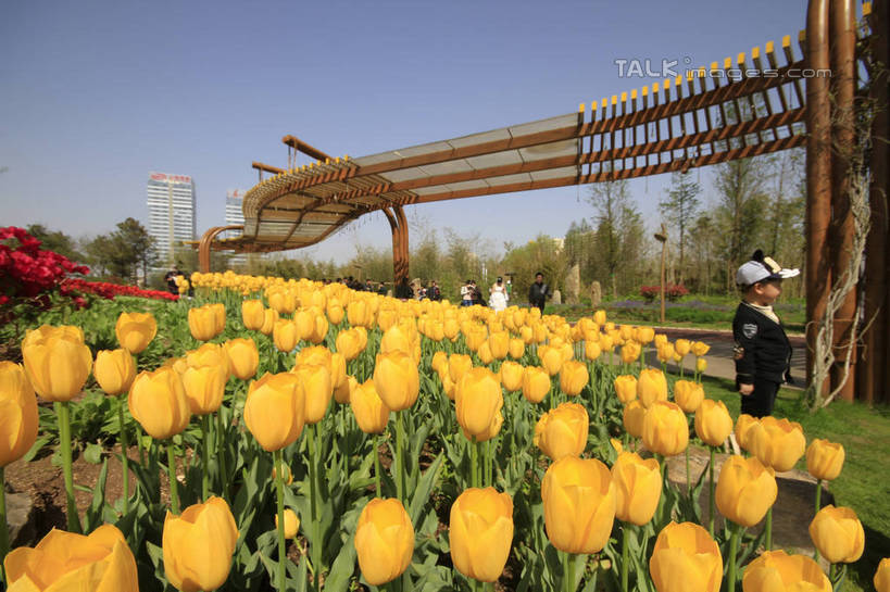 东方人,儿童,植物园,高楼大厦,站,走,横图,室外,白天,侧面,婚纱,爱情,旅游,度假,纯洁,草地,草坪,花海,花圃,美景,植物,大厦,建筑,摩天大楼,郁金香,叶子,中国,亚洲,许多,阴影,节日,庆祝,装饰,盛开,光线,木架,影子,景观,绿叶,许多人,祝福,花蕾,黄种人,文化,娱乐,山东,架子,草,花,花瓣,花朵,花卉,鲜花,树,小孩,黄色,红色,蓝色,绿色,白色,蓝天,天空,阳光,自然,花丛,花田,天,花苞,花蕊,站着,一群人,庆典,享受,休闲,嫩叶,景色,放松,可爱,童年,童趣,生长,晴朗,成长,纪念,华丽,修饰,点缀,表白,自然风光,荣誉,童真,东亚,烂漫,无邪,山东省,日照,万里无云,中华人民共和国,华东地区,永恒,衬托,美观,雅致,雅观,鲁,日照市,园林文化节,文化节,天真,男孩,男人,男性,年轻男性,年轻女性,女人,女性,亚洲人,孩子,叶,叶片,晴空,晴空万里,郁香,洋荷花,草麝香,步行,散步,站立,走路,彩图,全身,婚礼服,礼服,大楼,高层建筑,高楼,摩天楼,男生,rzwdb1