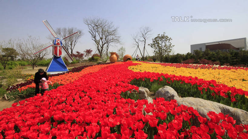 儿童,老年人,两个人,家庭,祖母,植物园,横图,室外,白天,正面,爱情,旅游,度假,纯洁,农业,风力发电机,花海,花圃,石头,美景,植物,郁金香,风车,叶子,中国,亚洲,许多,阴影,节日,环保,庆祝,盛开,电力,光线,石子,影子,景观,绿叶,祝福,花蕾,文化,娱乐,设备,山东,花,花瓣,花朵,花卉,鲜花,小孩,粉色,黄色,红色,蓝色,绿色,蓝天,天空,阳光,自然,花丛,花田,天,花苞,花蕊,庆典,享受,休闲,温暖,温馨,一家人,发电,机械,嫩叶,景色,放松,可爱,童年,童趣,工业,生长,能源,晴朗,奶奶,成长,纪念,祖孙,和睦,资源,表白,风力机,自然风光,荣誉,利用,童真,低碳,东亚,烂漫,无邪,外婆,外祖母,外孙,山东省,日照,万里无云,中华人民共和国,华东地区,外孙子,永恒,鲁,日照市,园林文化节,文化节,天真,风力发电,老年女性,男孩,女人,女性,孩子,孙子,叶,叶片,石块,岩石,晴空,晴空万里,郁香,洋荷花,草麝香,彩图,全身,融洽,男生,rzwdb1