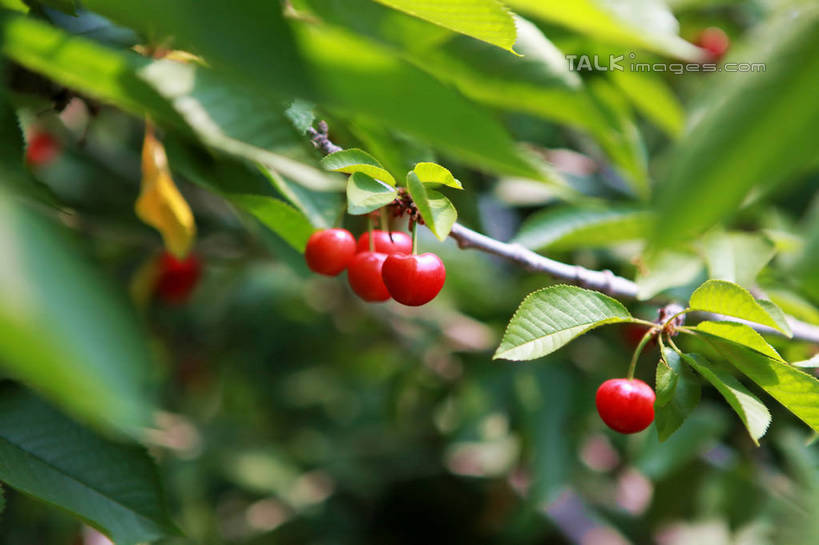 无人,果园,横图,室外,特写,白天,正面,旅游,度假,美景,树林,植物,樱桃,水果,许多,阴影,朦胧,模糊,新鲜,光线,影子,景观,生食,食品,果实,果树,枝条,娱乐,树,树木,树枝,食物,红色,绿色,阳光,自然,享受,休闲,景色,成熟,放松,有机食品,绿色食品,生长,成长,自然风光,虬枝,枝杈,樱珠,莺桃,英桃,楔桃,牛桃,荆桃,彩图,rzwdb1