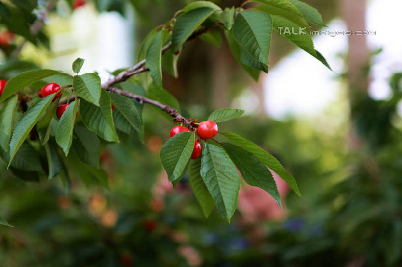 无人,果园,横图,室外,特写,白天,正面,旅游,度假,美景,树林,植物,樱桃,水果,许多,阴影,朦胧,模糊,新鲜,光线,影子,景观,生食,食品,果实,果树,枝条,娱乐,树,树木,树枝,食物,红色,绿色,阳光,自然,享受,休闲,景色,成熟,放松,有机食品,绿色食品,生长,成长,自然风光,虬枝,枝杈,樱珠,莺桃,英桃,楔桃,牛桃,荆桃,彩图,rzwdb1
