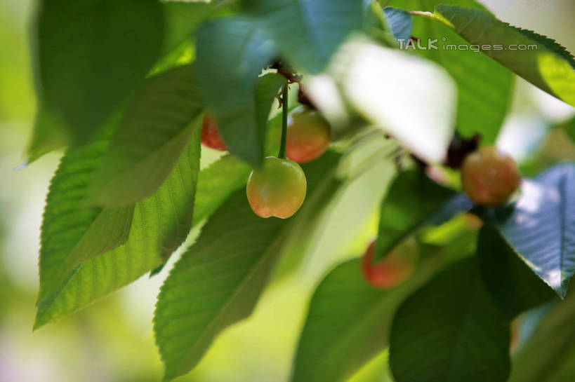 无人,果园,横图,室外,特写,白天,正面,旅游,度假,美景,树林,植物,樱桃,水果,许多,阴影,朦胧,模糊,新鲜,光线,影子,景观,生食,食品,果实,果树,枝条,娱乐,树,树木,树枝,食物,红色,绿色,阳光,自然,享受,休闲,景色,放松,有机食品,绿色食品,生长,成长,自然风光,虬枝,枝杈,樱珠,莺桃,英桃,楔桃,牛桃,荆桃,彩图,rzwdb1