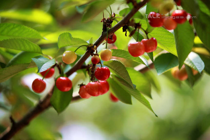 无人,果园,横图,室外,特写,白天,正面,旅游,度假,美景,树林,植物,樱桃,水果,许多,阴影,朦胧,模糊,新鲜,光线,影子,景观,生食,食品,果实,果树,枝条,娱乐,树,树木,树枝,食物,红色,绿色,阳光,自然,享受,休闲,景色,成熟,放松,有机食品,绿色食品,生长,成长,自然风光,虬枝,枝杈,樱珠,莺桃,英桃,楔桃,牛桃,荆桃,彩图,rzwdb1