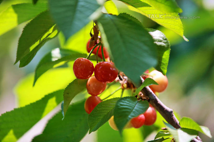 无人,果园,横图,室外,特写,白天,正面,旅游,度假,美景,树林,植物,樱桃,水果,许多,阴影,朦胧,模糊,新鲜,光线,影子,景观,生食,食品,果实,果树,枝条,娱乐,树,树木,树枝,食物,红色,绿色,阳光,自然,享受,休闲,景色,成熟,放松,有机食品,绿色食品,生长,成长,自然风光,虬枝,枝杈,樱珠,莺桃,英桃,楔桃,牛桃,荆桃,彩图,rzwdb1