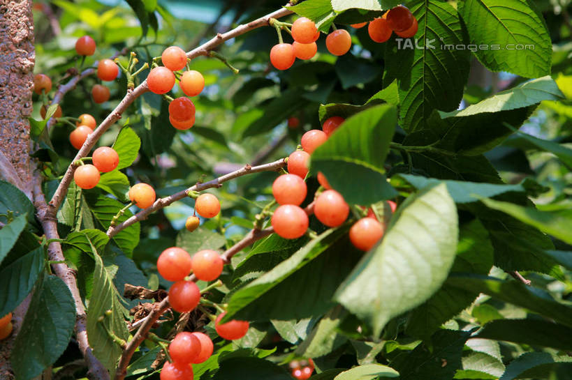 无人,果园,横图,室外,白天,正面,旅游,度假,美景,树林,植物,樱桃,水果,许多,阴影,朦胧,模糊,新鲜,光线,影子,景观,生食,食品,果实,果树,枝条,娱乐,树,树木,树枝,食物,红色,绿色,阳光,自然,享受,休闲,景色,成熟,放松,有机食品,绿色食品,生长,成长,自然风光,虬枝,枝杈,樱珠,莺桃,英桃,楔桃,牛桃,荆桃,彩图,rzwdb1