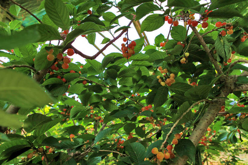 无人,果园,横图,室外,白天,正面,旅游,度假,美景,树林,植物,樱桃,水果,许多,阴影,朦胧,模糊,新鲜,光线,影子,景观,生食,食品,果实,果树,枝条,娱乐,树,树木,树枝,食物,红色,绿色,阳光,自然,享受,休闲,景色,成熟,放松,有机食品,绿色食品,生长,成长,自然风光,虬枝,枝杈,樱珠,莺桃,英桃,楔桃,牛桃,荆桃,彩图,rzwdb1