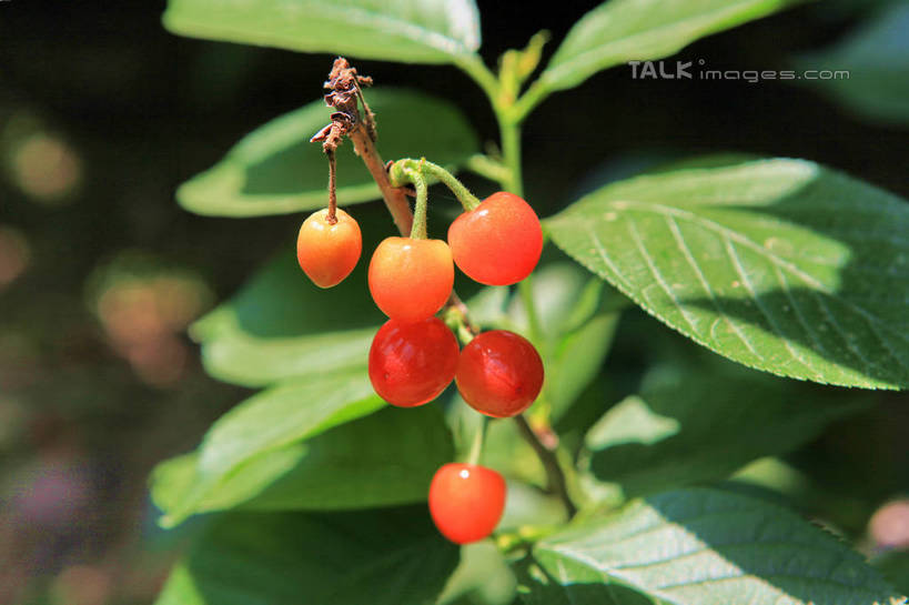 无人,果园,横图,室外,特写,白天,正面,旅游,度假,美景,树林,植物,樱桃,水果,许多,阴影,朦胧,模糊,新鲜,光线,影子,景观,生食,食品,果实,果树,枝条,娱乐,树,树木,树枝,食物,红色,绿色,阳光,自然,享受,休闲,景色,成熟,放松,有机食品,绿色食品,生长,成长,自然风光,虬枝,枝杈,樱珠,莺桃,英桃,楔桃,牛桃,荆桃,彩图,rzwdb1