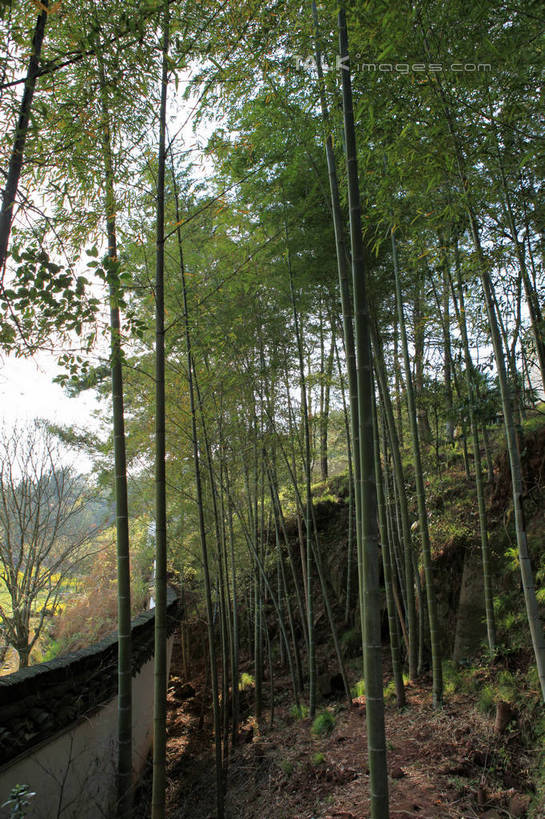 无人,家,竖图,室外,白天,正面,旅游,度假,黄山,名胜古迹,植物,标志建筑,地标,建筑,竹子,中国,亚洲,阴影,枯萎,遗迹,光线,影子,房屋,墙,屋子,枯草,地面,古迹,文化,文物,娱乐,建设,古建筑,楼房,民居,民宅,墙壁,墙面,住宅,草,树,树木,黄色,蓝色,绿色,蓝天,天空,阳光,自然,天,享受,休闲,旅游胜地,放松,生长,晴朗,成长,古文明,东亚,安徽,安徽省,黄山市,万里无云,中华人民共和国,华东地区,皖,潜口,晴空,晴空万里,彩图,房子,传统文化,rzwdb1