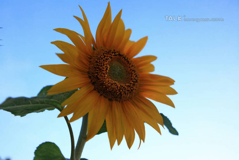 无人,横图,室外,特写,白天,仰视,爱情,旅游,度假,幸福,美景,太阳,向日葵,阴影,朦胧,模糊,盛开,光线,影子,景观,云,云朵,花蕾,云彩,娱乐,花,花瓣,花朵,鲜花,一朵,黄色,蓝色,白云,蓝天,天空,阳光,自然,天,花苞,花蕊,享受,休闲,景色,放松,晴朗,自然风光,光辉,沉默,忠诚,勇敢,投缘,爱慕,高傲,朝阳花,葵花,望日莲,向阳花,转日莲,晴空,彩图,低角度拍摄,rzwdb1