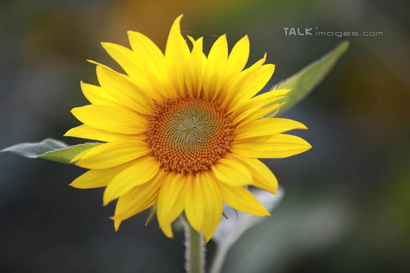 无人,横图,室外,特写,白天,正面,爱情,旅游,度假,幸福,美景,太阳,向日葵,阴影,朦胧,模糊,盛开,光线,影子,景观,云,云朵,花蕾,云彩,娱乐,花,花瓣,花朵,鲜花,一朵,黄色,蓝色,白云,蓝天,天空,阳光,自然,天,花苞,花蕊,享受,休闲,景色,放松,晴朗,自然风光,光辉,沉默,忠诚,勇敢,投缘,爱慕,高傲,朝阳花,葵花,望日莲,向阳花,转日莲,晴空,彩图,rzwdb1