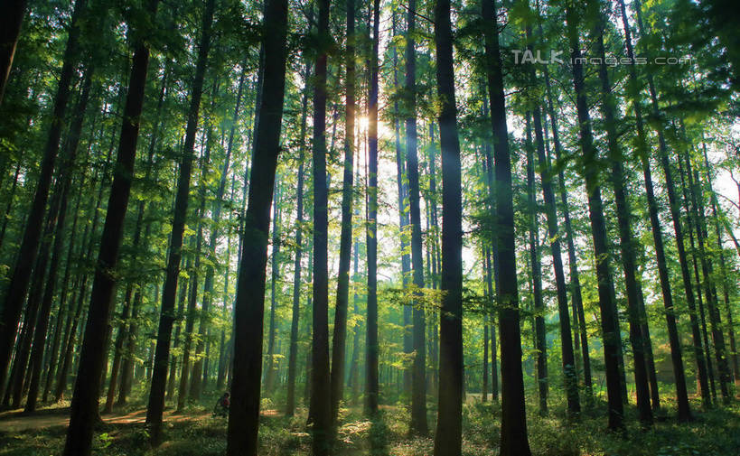 无人,横图,室外,白天,仰视,度假,草地,草坪,美景,树林,植物,城市风光,城市,中国,亚洲,许多,阴影,光线,影子,景观,云,云朵,放射,云彩,娱乐,山东,草,树,树木,排列,蓝色,绿色,白云,蓝天,天空,阳光,自然,天,发散,享受,休闲,景色,放松,生长,晴朗,成长,队列,东亚,山东省,日照,中华人民共和国,华东地区,鲁,日照市,鲁南海滨森林公园,晴空,彩图,低角度拍摄,rzwdb1
