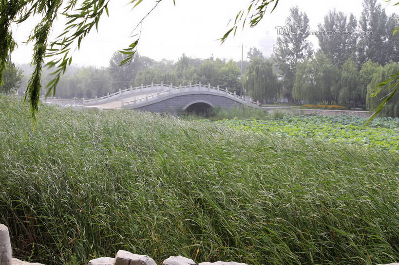 无人,栏杆,横图,室外,白天,正面,度假,草地,草坪,石头,美景,树林,植物,城市风光,城市,柳树,中国,亚洲,阴影,光线,石子,影子,景观,围栏,桥,娱乐,山东,石桥,护栏,垂柳,拱桥,栈桥,草,树,树木,绿色,天空,阳光,自然,天,享受,休闲,景色,放松,拱形,生长,成长,人行桥,石拱桥,东亚,山东省,中华人民共和国,华东地区,鲁,滨州,滨州市,倒挂柳,石块,岩石,垂枝柳,彩图,rzwdb1