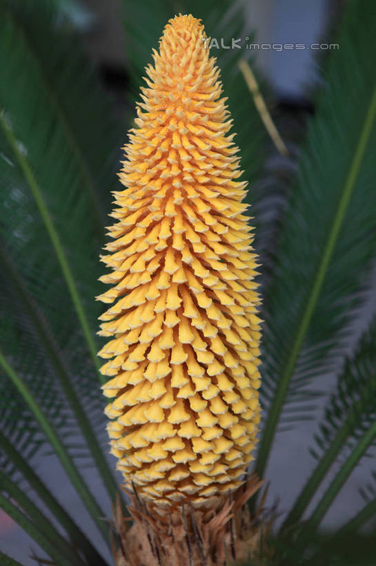 无人,竖图,室内,特写,白天,正面,植物,铁树,中国,亚洲,阴影,盛开,光线,盆栽,影子,盆景,花蕾,山东,花,花瓣,花朵,鲜花,绿色,阳光,自然,花苞,花蕊,生长,成长,一盆,神圣,东亚,山东省,日照,中华人民共和国,华东地区,鲁,日照市,庄严,番蕉,凤尾蕉,铁蕉,苏铁,避火蕉,彩图,rzwdb1