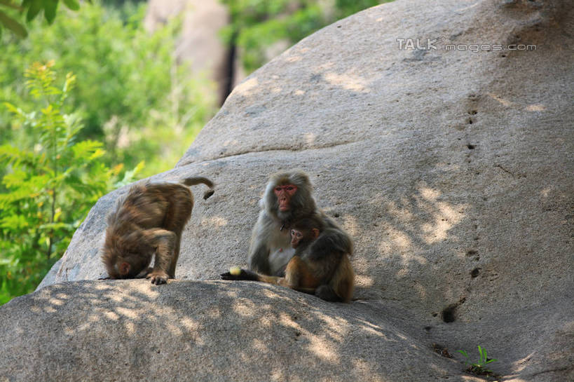 无人,坐,横图,室外,白天,正面,石头,树林,植物,哺乳动物,猴,野生动物,猴子,中国,亚洲,阴影,光线,石子,影子,山东,树,树木,绿色,阳光,自然,动物,两只,可爱,活泼,生长,成长,东亚,山东省,日照,中华人民共和国,华东地区,鲁,日照市,五莲山,五莲山风景名胜区,五莲县,石块,岩石,坐着,彩图,全身,rzwdb1