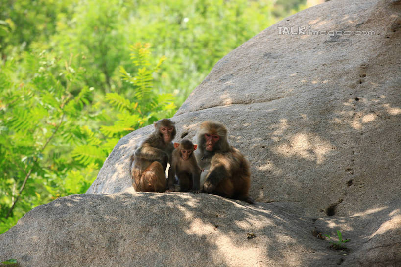 无人,坐,横图,室外,白天,正面,石头,树林,植物,哺乳动物,猴,野生动物,猴子,中国,亚洲,阴影,朦胧,模糊,光线,石子,影子,山东,树,树木,绿色,阳光,自然,动物,两只,可爱,活泼,生长,成长,东亚,山东省,日照,中华人民共和国,华东地区,鲁,日照市,五莲山,五莲山风景名胜区,五莲县,石块,岩石,坐着,彩图,全身,rzwdb1