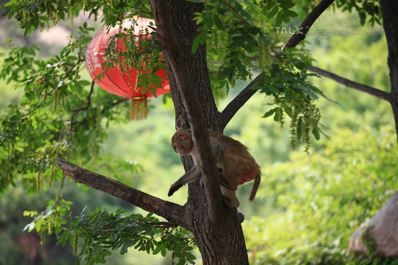 无人,坐,横图,室外,白天,仰视,树林,植物,哺乳动物,猴,野生动物,猴子,照明,中国,亚洲,吊挂,悬挂,阴影,朦胧,模糊,光线,灯笼,影子,纸灯笼,挂,山东,树,树木,一只,红色,绿色,阳光,自然,动物,灯具,可爱,活泼,生长,成长,照亮,照明设备,东亚,山东省,日照,中华人民共和国,华东地区,鲁,日照市,五莲山,五莲山风景名胜区,五莲县,坐着,彩图,低角度拍摄,全身,rzwdb1