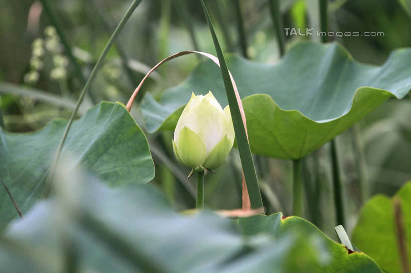 无人,公园,横图,室外,特写,白天,正面,旅游,度假,纯洁,湖,湖泊,美景,水,莲花,叶子,中国,亚洲,许多,朦胧,模糊,盛开,池塘,湖面,景观,水流,水面,荷叶,花蕾,娱乐,山东,花,花瓣,花朵,鲜花,白色,自然,湖水,花苞,花蕊,享受,休闲,景色,放松,茂盛,富贵,神圣,自然风光,东亚,纯净,山东省,日照,中华人民共和国,华东地区,莲叶,鲁,六月花神,正直,日照市,银河公园,荷花,六月春,藕花,水芙蓉,叶,叶片,彩图,rzwdb1