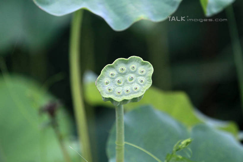 无人,公园,横图,室外,特写,白天,正面,旅游,度假,湖,湖泊,美景,水,叶子,中国,亚洲,许多,朦胧,模糊,池塘,湖面,景观,水流,水面,莲子,荷叶,娱乐,山东,一个,自然,湖水,享受,休闲,景色,放松,莲蓬,茂盛,单个,自然风光,东亚,山东省,日照,中华人民共和国,华东地区,莲叶,鲁,莲米,莲肉,莲实,日照市,银河公园,叶,叶片,彩图,rzwdb1