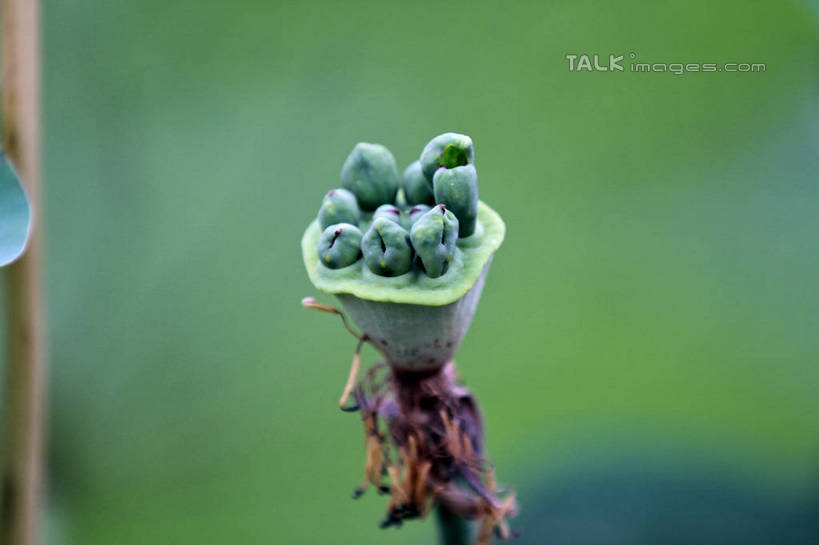 无人,公园,横图,俯视,室外,特写,白天,旅游,度假,湖,湖泊,美景,水,叶子,中国,亚洲,许多,朦胧,模糊,池塘,湖面,景观,水流,水面,莲子,荷叶,娱乐,山东,一个,自然,湖水,享受,休闲,景色,成熟,放松,莲蓬,茂盛,单个,自然风光,东亚,山东省,日照,中华人民共和国,华东地区,莲叶,鲁,莲米,莲肉,莲实,日照市,银河公园,叶,叶片,彩图,高角度拍摄,rzwdb1