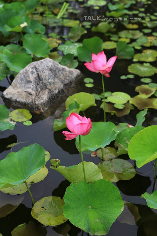 无人,公园,竖图,俯视,室外,白天,旅游,度假,纯洁,湖,湖泊,美景,水,莲花,叶子,中国,亚洲,许多,盛开,池塘,湖面,景观,水流,水面,荷叶,花蕾,娱乐,山东,花,花瓣,花朵,鲜花,两朵,红色,倒影,自然,湖水,花苞,花蕊,享受,休闲,景色,放松,茂盛,倒映,富贵,神圣,自然风光,东亚,纯净,山东省,日照,中华人民共和国,华东地区,莲叶,鲁,六月花神,正直,日照市,反照,银河公园,荷花,六月春,藕花,水芙蓉,叶,叶片,彩图,高角度拍摄,rzwdb1