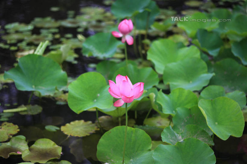 无人,公园,横图,俯视,室外,白天,旅游,度假,纯洁,湖,湖泊,美景,水,莲花,叶子,中国,亚洲,许多,盛开,池塘,湖面,景观,水流,水面,荷叶,花蕾,娱乐,山东,花,花瓣,花朵,鲜花,两朵,红色,倒影,自然,湖水,花苞,花蕊,享受,休闲,景色,放松,茂盛,倒映,富贵,神圣,自然风光,东亚,纯净,山东省,日照,中华人民共和国,华东地区,莲叶,鲁,六月花神,正直,日照市,反照,银河公园,荷花,六月春,藕花,水芙蓉,叶,叶片,彩图,高角度拍摄,rzwdb1