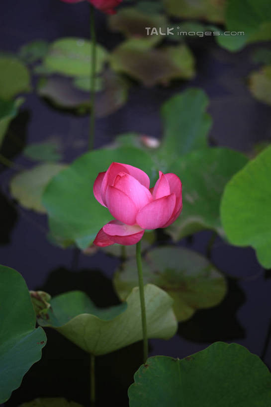 无人,公园,竖图,俯视,室外,白天,旅游,度假,纯洁,湖,湖泊,美景,水,莲花,叶子,中国,亚洲,许多,盛开,池塘,湖面,景观,水流,水面,荷叶,花蕾,娱乐,山东,花,花瓣,花朵,鲜花,一朵,红色,倒影,自然,湖水,花苞,花蕊,享受,休闲,景色,放松,茂盛,倒映,富贵,神圣,自然风光,东亚,纯净,山东省,日照,中华人民共和国,华东地区,莲叶,鲁,六月花神,正直,日照市,反照,银河公园,荷花,六月春,藕花,水芙蓉,叶,叶片,彩图,高角度拍摄,rzwdb1