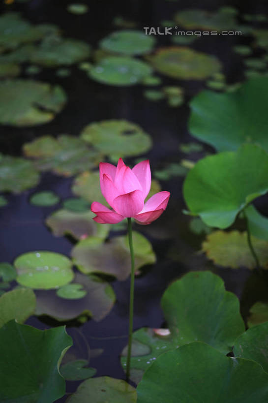 无人,公园,竖图,俯视,室外,白天,旅游,度假,纯洁,湖,湖泊,美景,水,莲花,叶子,中国,亚洲,许多,盛开,池塘,湖面,景观,水流,水面,荷叶,花蕾,娱乐,山东,花,花瓣,花朵,鲜花,一朵,红色,倒影,自然,湖水,花苞,花蕊,享受,休闲,景色,放松,茂盛,倒映,富贵,神圣,自然风光,东亚,纯净,山东省,日照,中华人民共和国,华东地区,莲叶,鲁,六月花神,正直,日照市,反照,银河公园,荷花,六月春,藕花,水芙蓉,叶,叶片,彩图,高角度拍摄,rzwdb1