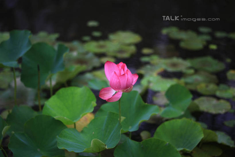 无人,公园,横图,俯视,室外,白天,旅游,度假,纯洁,湖,湖泊,美景,水,莲花,叶子,中国,亚洲,许多,盛开,池塘,湖面,景观,水流,水面,荷叶,花蕾,娱乐,山东,花,花瓣,花朵,鲜花,一朵,红色,倒影,自然,湖水,花苞,花蕊,享受,休闲,景色,放松,茂盛,倒映,富贵,神圣,自然风光,东亚,纯净,山东省,日照,中华人民共和国,华东地区,莲叶,鲁,六月花神,正直,日照市,反照,银河公园,荷花,六月春,藕花,水芙蓉,叶,叶片,彩图,高角度拍摄,rzwdb1