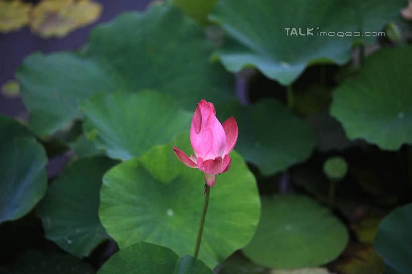 无人,公园,横图,俯视,室外,白天,旅游,度假,纯洁,湖,湖泊,美景,水,莲花,叶子,中国,亚洲,许多,盛开,池塘,湖面,景观,水流,水面,荷叶,花蕾,娱乐,山东,花,花瓣,花朵,鲜花,一朵,红色,倒影,自然,湖水,花苞,花蕊,享受,休闲,景色,放松,茂盛,倒映,富贵,神圣,自然风光,东亚,纯净,山东省,日照,中华人民共和国,华东地区,莲叶,鲁,六月花神,正直,日照市,反照,银河公园,荷花,六月春,藕花,水芙蓉,叶,叶片,彩图,高角度拍摄,rzwdb1