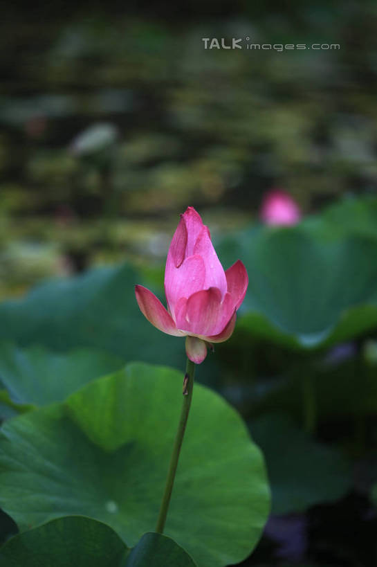 无人,公园,竖图,俯视,室外,白天,旅游,度假,纯洁,湖,湖泊,美景,水,莲花,叶子,中国,亚洲,许多,盛开,池塘,湖面,景观,水流,水面,荷叶,花蕾,娱乐,山东,花,花瓣,花朵,鲜花,红色,倒影,自然,湖水,花苞,花蕊,享受,休闲,景色,放松,茂盛,倒映,富贵,神圣,自然风光,东亚,纯净,山东省,日照,中华人民共和国,华东地区,莲叶,鲁,六月花神,正直,日照市,反照,银河公园,荷花,六月春,藕花,水芙蓉,叶,叶片,彩图,高角度拍摄,rzwdb1