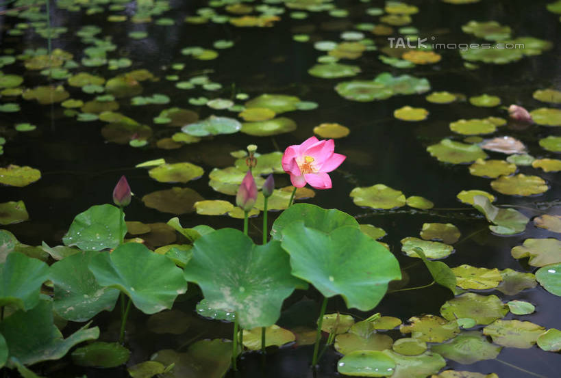 无人,公园,横图,俯视,室外,白天,旅游,度假,纯洁,湖,湖泊,美景,水,莲花,叶子,中国,亚洲,许多,盛开,池塘,湖面,景观,水流,水面,荷叶,花蕾,娱乐,山东,花,花瓣,花朵,鲜花,红色,倒影,自然,湖水,花苞,花蕊,享受,休闲,景色,放松,茂盛,倒映,富贵,神圣,自然风光,东亚,纯净,山东省,日照,中华人民共和国,华东地区,莲叶,鲁,六月花神,正直,日照市,反照,银河公园,荷花,六月春,藕花,水芙蓉,叶,叶片,彩图,高角度拍摄,rzwdb1