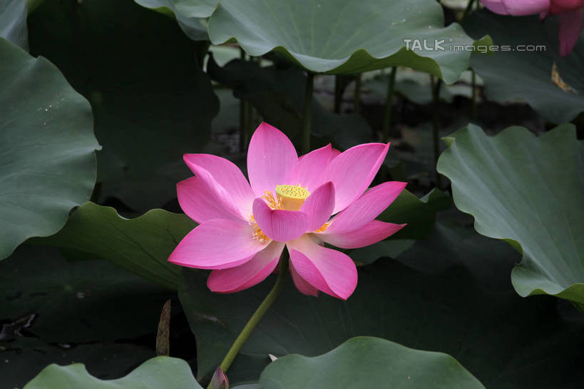 无人,公园,横图,俯视,室外,特写,白天,旅游,度假,纯洁,湖,湖泊,美景,水,莲花,叶子,中国,亚洲,许多,朦胧,模糊,盛开,池塘,湖面,景观,水流,水面,荷叶,花蕾,娱乐,山东,花,花瓣,花朵,鲜花,一朵,红色,倒影,自然,湖水,花苞,花蕊,享受,休闲,景色,放松,茂盛,倒映,富贵,神圣,自然风光,东亚,纯净,山东省,日照,中华人民共和国,华东地区,莲叶,鲁,六月花神,正直,日照市,反照,银河公园,荷花,六月春,藕花,水芙蓉,叶,叶片,彩图,高角度拍摄,rzwdb1