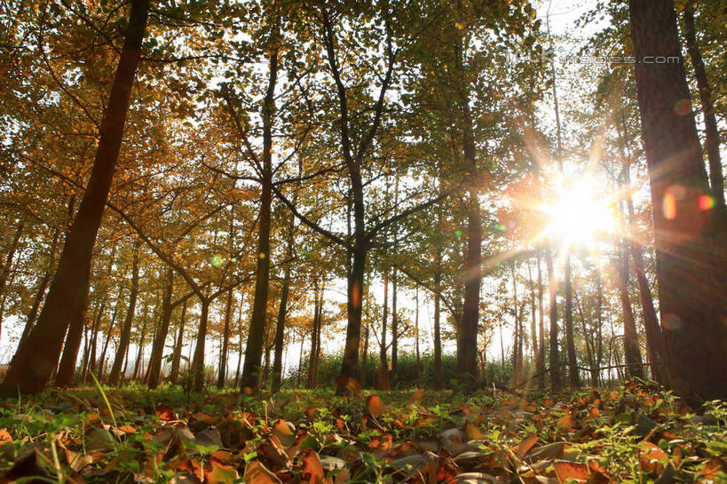 无人,横图,室外,白天,仰视,旅游,度假,美景,秋季,森林,树林,植物,叶子,中国,亚洲,阴影,梦幻,发光,光束,光线,影子,景观,枯叶,落叶,树桩,光亮,娱乐,山东,树,树干,树木,树叶,黄色,绿色,阳光,自然,享受,休闲,木桩,银杏叶,景色,放松,生长,成长,未来,发亮,自然风光,东亚,憧憬,山东省,日照,中华人民共和国,华东地区,鲁,白果叶,日照市,炫光,叶,叶片,秋,秋天,彩图,低角度拍摄,rzwdb1