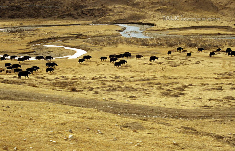 无人,走,横图,俯视,室外,白天,旅游,度假,美景,植物,牛,中国,亚洲,一群,许多,枯萎,景观,枯草,很多,娱乐,草,黄色,自然,动物,享受,休闲,家畜,景色,放松,牲畜,自然风光,东亚,甘肃,甘肃省,碌曲县,中华人民共和国,西北地区,甘,步行,散步,走路,彩图,高角度拍摄,全身,shcm1