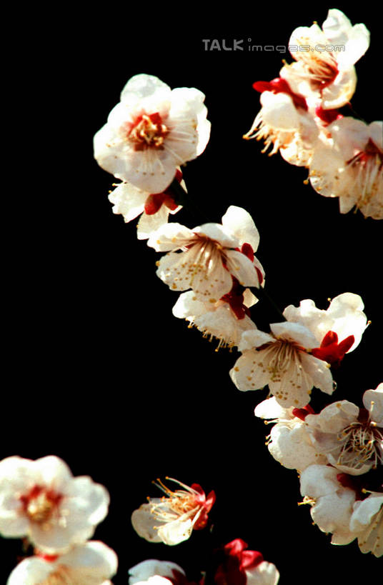 无人,竖图,室内,特写,白天,正面,黑色背景,盛开,梅花,枝条,花蕾,花,花瓣,花朵,鲜花,树枝,花苞,花蕊,摄影,影棚,高雅,坚强,虬枝,枝杈,春梅,梅,彩图,影棚拍摄,拍摄,shcm1