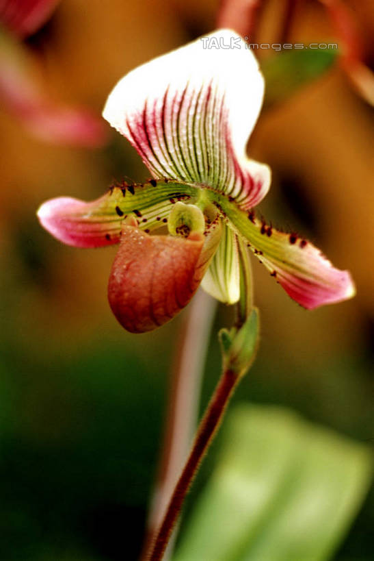 无人,竖图,室外,特写,白天,正面,美景,朦胧,模糊,盛开,景观,花蕾,花,花瓣,花朵,鲜花,一朵,红色,自然,花苞,花蕊,景色,高雅,自然风光,淡泊,花中君子,兰花,彩图,shcm1