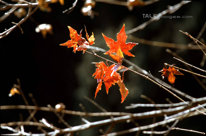 无人,横图,室外,特写,白天,正面,美景,秋季,叶子,阴影,朦胧,模糊,光线,影子,景观,枫叶,枯叶,落叶,枝条,树枝,黄色,红色,阳光,自然,景色,枫树叶,自然风光,虬枝,枝杈,叶,叶片,秋,秋天,彩图,shcm1