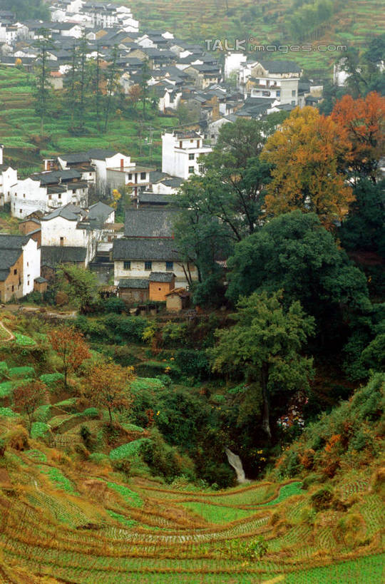 无人,家,竖图,俯视,室外,白天,旅游,度假,美景,植物,建筑,中国,亚洲,瓦片,房屋,屋顶,屋子,景观,顶棚,瓦,娱乐,江西,婺源,楼房,住宅,树,树木,绿色,自然,享受,休闲,景色,放松,建造,生长,成长,自然风光,东亚,屋瓦,江西省,中华人民共和国,华东地区,赣,婺源县,上饶,上饶市,彩图,高角度拍摄,房子,shcm1