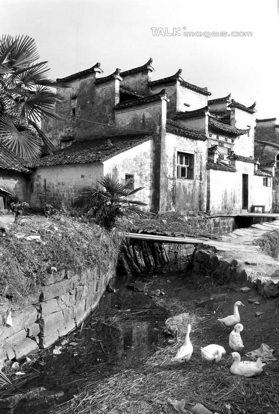 无人,家,站,竖图,黑白,室外,白天,正面,旅游,度假,黄山,河流,美景,水,植物,鸟,野生动物,天鹅,西递,中国,亚洲,一群,许多,鸟类,房屋,屋子,河水,景观,水流,很多,娱乐,楼房,住宅,树,树木,天空,自然,动物,天,站着,享受,休闲,景色,放松,可爱,生长,成长,自然风光,东亚,安徽,安徽省,黄山市,黟县,中华人民共和国,华东地区,皖,西递村,鹄,站立,全身,房子,shcm1