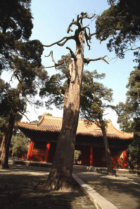 无人,寺庙,竖图,室外,白天,仰视,旅游,度假,名胜古迹,植物,标志建筑,地标,建筑,孔庙,中国,亚洲,阴影,节日,遗迹,光线,影子,燃烧,古迹,文化,文物,娱乐,建设,古建筑,山东,树,树木,蓝色,绿色,蓝天,天空,阳光,自然,香火,庙宇,天,祈祷,享受,休闲,健康,旅游胜地,放松,许愿,宗教,信仰,生长,晴朗,成长,纪念,祈求,古文明,东亚,曲阜,曲阜市,山东省,万里无云,中华人民共和国,华东地区,鲁,平安,晴空,晴空万里,彩图,低角度拍摄,庙,寺,本庙,shcm1